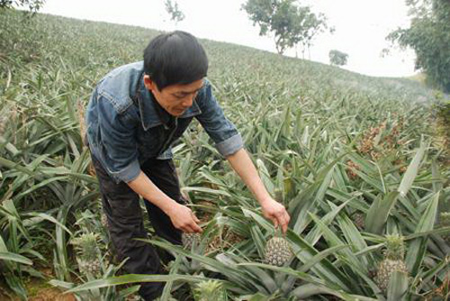 Trồng dứa theo mô hình trang trại cho thu nhập cao 
